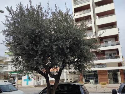 ΚΛΑΔΕΜΑ ΔΕΝΤΡΩΝ ΣΤΗΝ ΑΙΓΑΙΟΥ