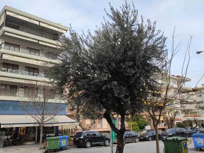 ΚΛΑΔΕΜΑ ΔΕΝΤΡΩΝ ΣΤΗΝ ΑΙΓΑΙΟΥ