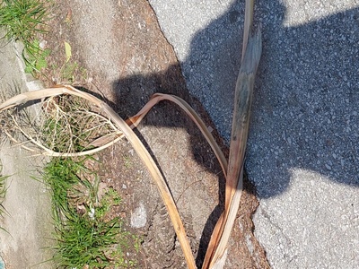 καθαριότητα των δρομων βρυουλων με ισμηνης και ο κατηφορικος δρομος που οδηγει στην είσοδο εργων του μετρο