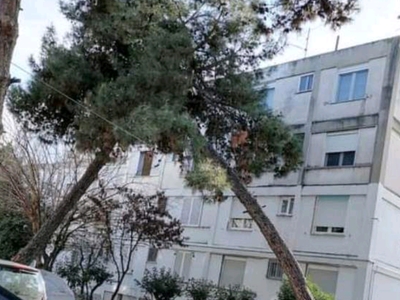 ΚΛΑΔΕΜΑ ΔΕΝΤΡΟΥ ΣΤΟΝ ΦΟΙΝΙΚΑ