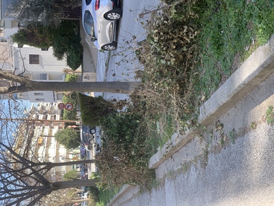 Κομμένα κλαδιά 