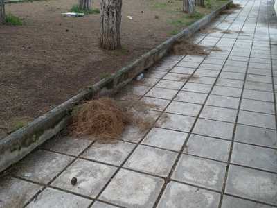 Πευκοβελόνες