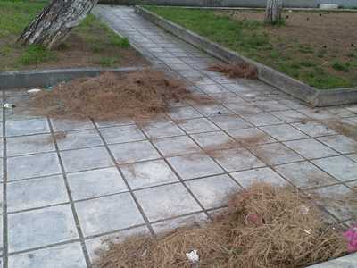 Πευκοβελόνες