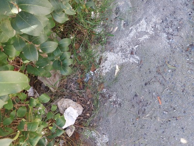 Καθαριότητα σε ολο το πλάτος της οδού Ισμήνης