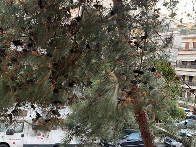 Κλαδεμα δεντρου 