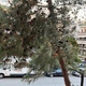 Κλαδεμα δεντρου
