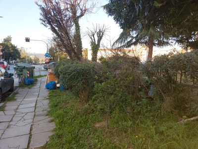 Συλλογή κομμένων κλαδιώβ