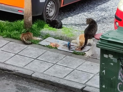 Εστία μόλυνσης 