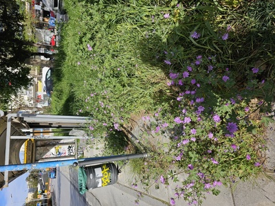 Κοψτε τα χορτα