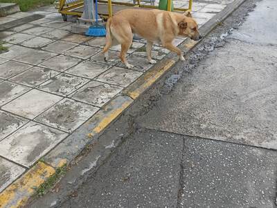 Αδεσποτος σκυλος