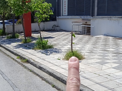 ΑΝΤΙΚΑΤΑΣΤΑΣΗ ΔΕΝΤΡΟΥ ΣΤΗΝ ΑΙΓΥΠΤΙΑΔΗ