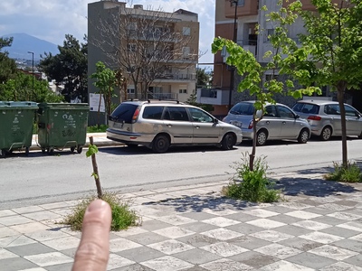 ΑΝΤΙΚΑΤΑΣΤΑΣΗ ΔΕΝΤΡΟΥ ΣΤΗΝ ΑΙΓΥΠΤΙΑΔΗ