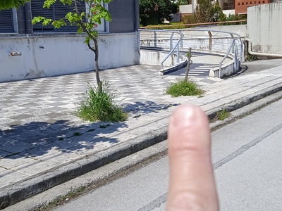 ΑΝΤΙΚΑΤΑΣΤΑΣΗ ΔΕΝΤΡΟΥ ΣΤΗΝ ΑΙΓΥΠΤΙΑΔΗ