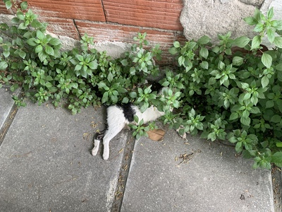 Νεκρό γατάκι 