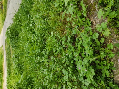 Καθαρισμός χόρτου 