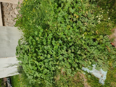 Καθαρισμός χόρτου 