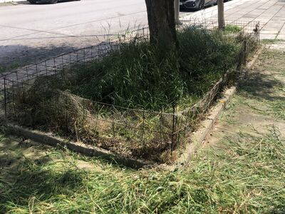 ΚΛΑΔΕΜΑ ΕΛΙΑΣ ΚΑΙ ΚΟΠΗ ΧΟΡΤΩΝ