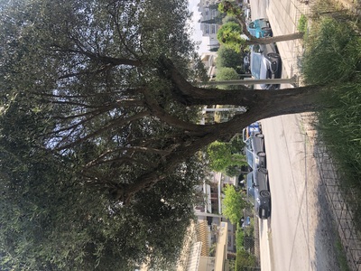 ΚΛΑΔΕΜΑ ΕΛΙΑΣ ΚΑΙ ΚΟΠΗ ΧΟΡΤΩΝ