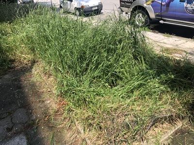 ΚΛΑΔΕΜΑ ΕΛΙΑΣ ΚΑΙ ΚΟΠΗ ΧΟΡΤΩΝ