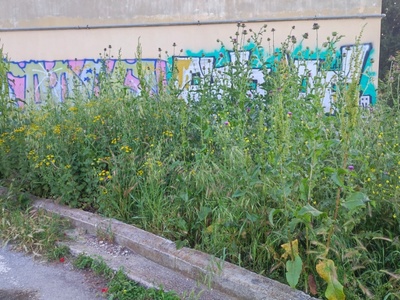 ΚΟΠΗ ΧΟΡΤΩΝ