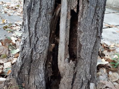 Επικίνδυνο για πτώση, δέντρο.