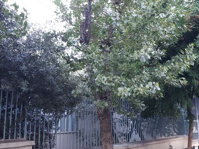 Επικίνδυνο για πτώση, δέντρο.