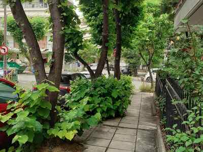 ΚΟΠΗ ΘΑΜΝΩΝ