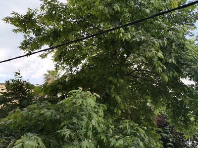 ΚΟΨΙΜΟ - ΚΛΑΔΕΜΑ ΔΕΝΤΡΟΥ