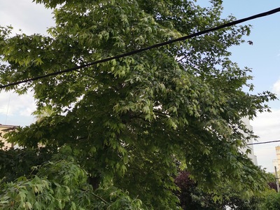 ΚΟΨΙΜΟ - ΚΛΑΔΕΜΑ ΔΕΝΤΡΟΥ