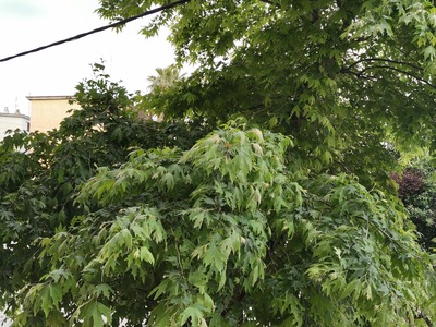 ΚΟΨΙΜΟ - ΚΛΑΔΕΜΑ ΔΕΝΤΡΟΥ