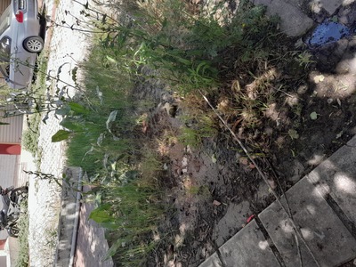 Χαλασμένη σπασμένη λάμπα κάτω στο έδαφος μέσα στα χόρτα....επίσης δίπλα υπάρχουν χόρτα που θέλουν κόψιμο και νερά λιμνάζοντα. 