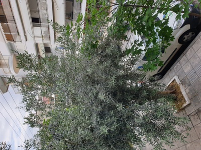 Κλάδεμα δέντρου 