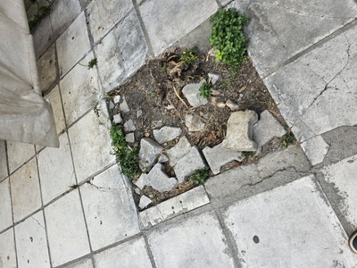 Αδεια δενδροδοχος