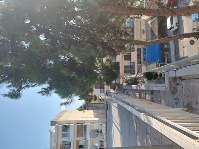 Προβλημα με κλαδια πευκων μακροχωριου 1