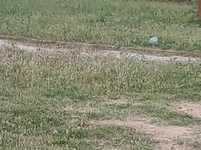 Καθαρισμος παρκου