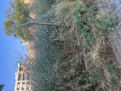 Κούρεμα χόρτων 