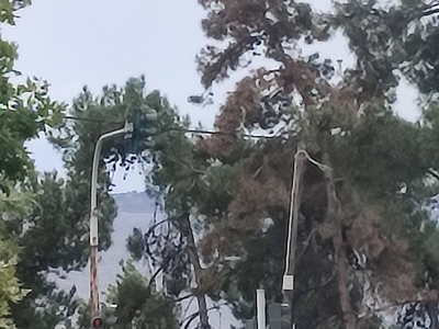 Άρρωστα πεύκα