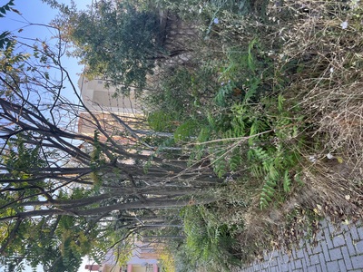 Κούρεμα χόρτων - επείγον - 3η αναφορά