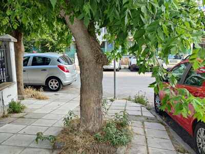 ΚΛΑΔΕΜΑ ΔΕΝΤΡΩΝ ΕΠΙ ΤΗΣ ΚΕΡΑΜΟΠΟΥΛΟΥ ΚΑΙ ΠΕΡΙΞ Ο.Τ.
