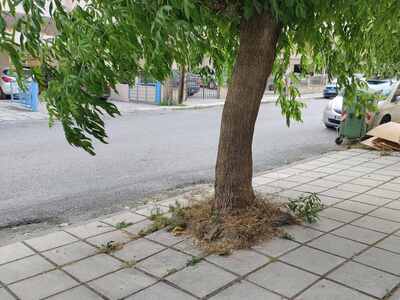 ΚΛΑΔΕΜΑ ΔΕΝΤΡΩΝ ΕΠΙ ΤΗΣ ΚΕΡΑΜΟΠΟΥΛΟΥ ΚΑΙ ΠΕΡΙΞ Ο.Τ.