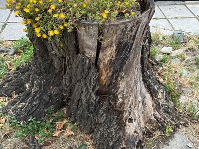 Πρεμνα σε Σοφουλη και καπετανιδου