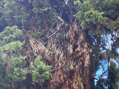 Ξερό κλαδί με κίνδυνο πτώσης | Θερμαϊκού