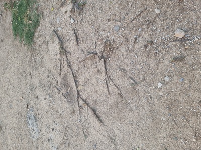 Εγκατάλειψη παιδικής χαράς 