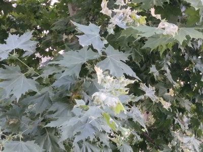 Άρρωστο πλατάνι