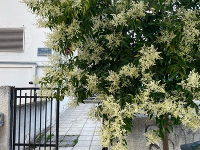 Κλάδεμα δεντρου Παπαναστασίου 1