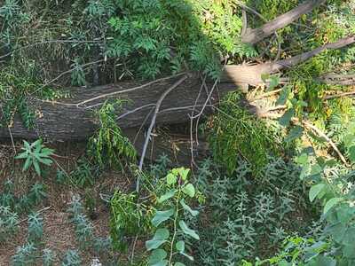 Πεσμένο δεντρο