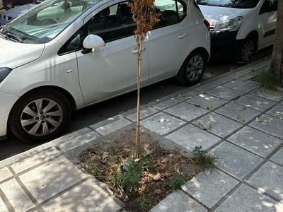 Καμμενο δεντρο