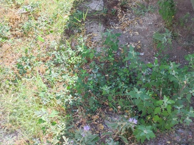 ΠΕΖΟΔΡΟΜΙΑ