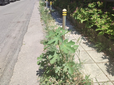 Δεντρα στην άσφαλτο 