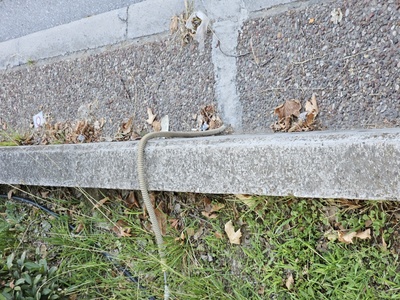 Περίεργο καλώδιο περναει